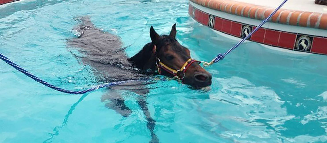 Hidroterapia equina
