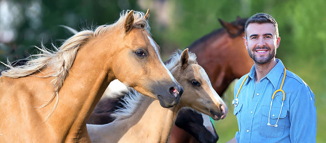 veterinaria zootecnista especialista en caballos